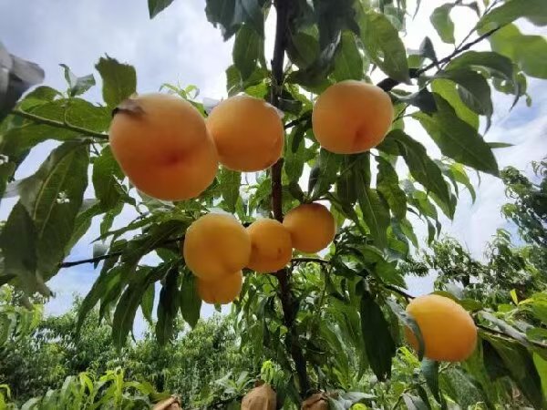 202505292309581052.jpg 桌面.jpg