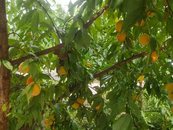 202505292323483744.jpg 23.jpg